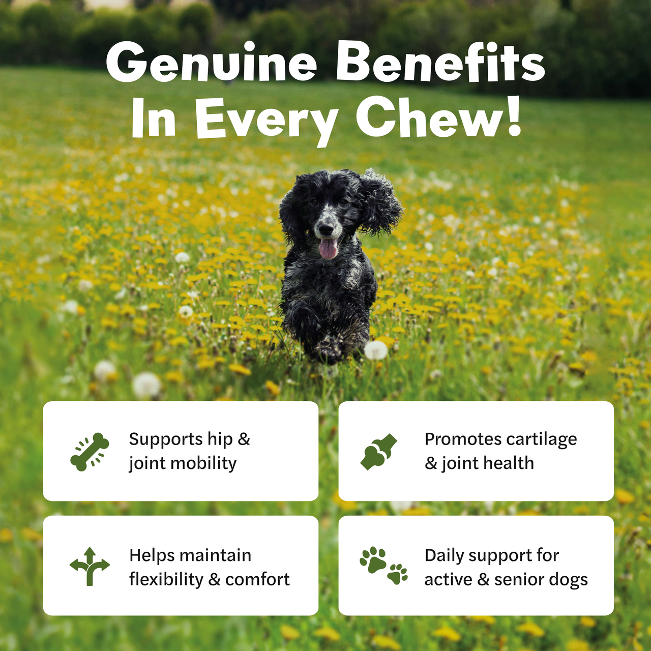 Mycompanion Hip & Joint Chews for Dogs